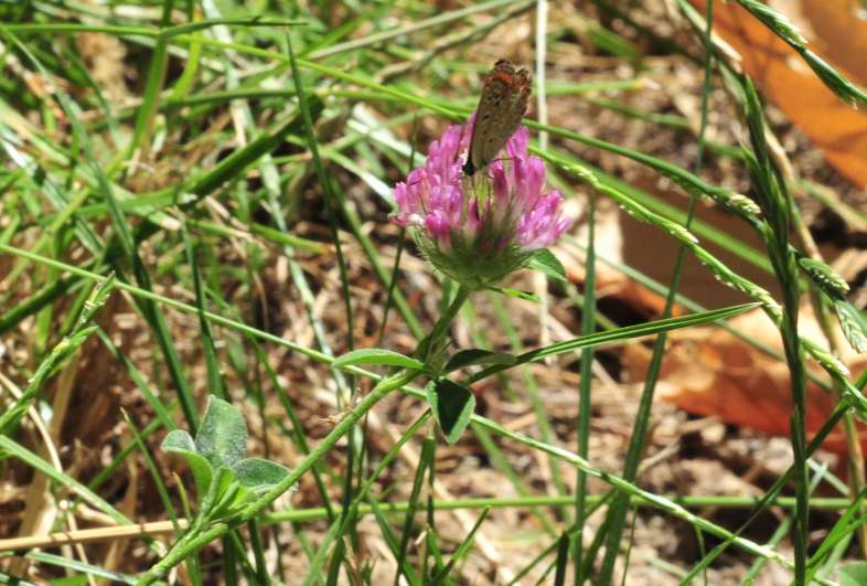 Trifolium pratense